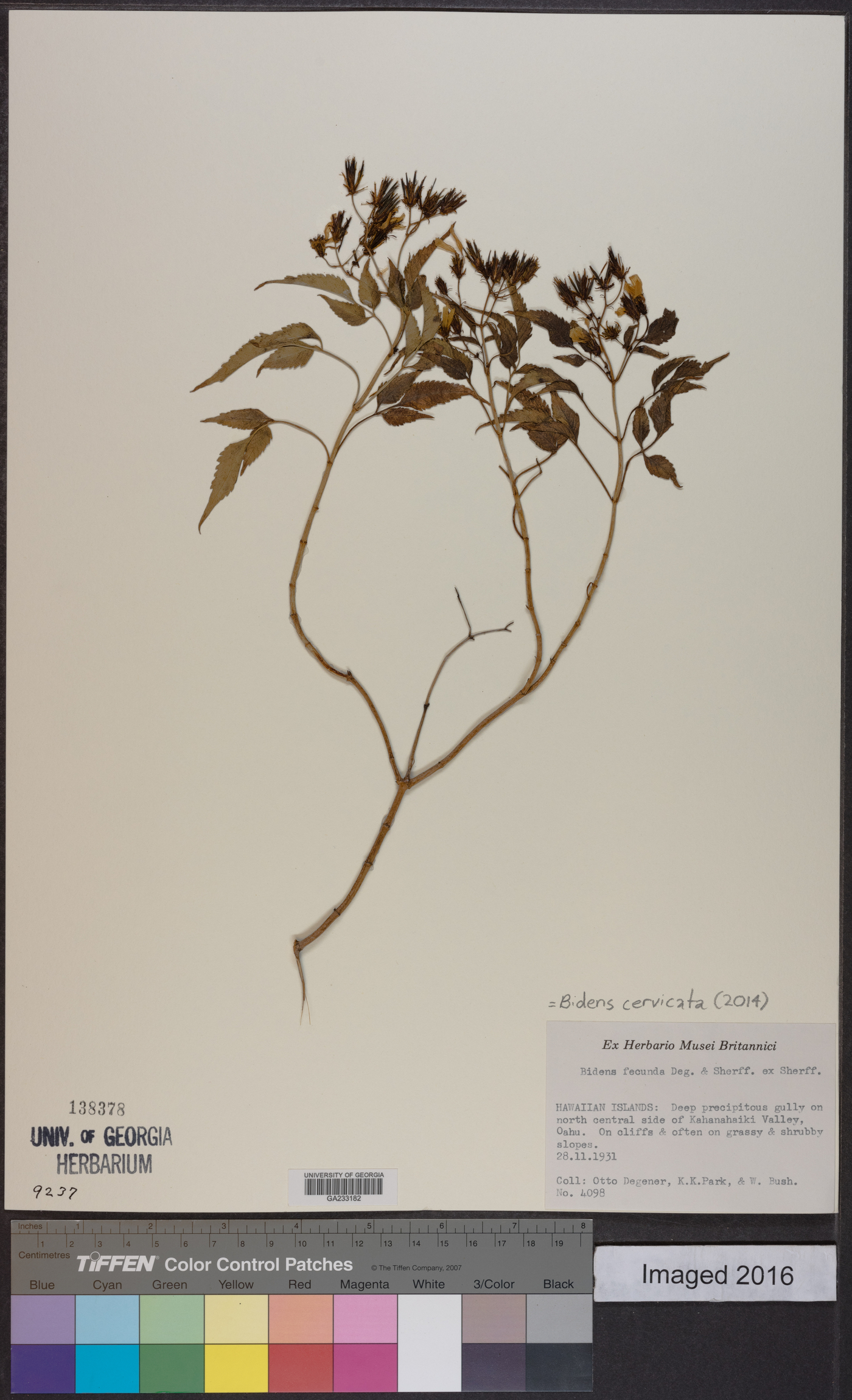 Bidens cervicata image