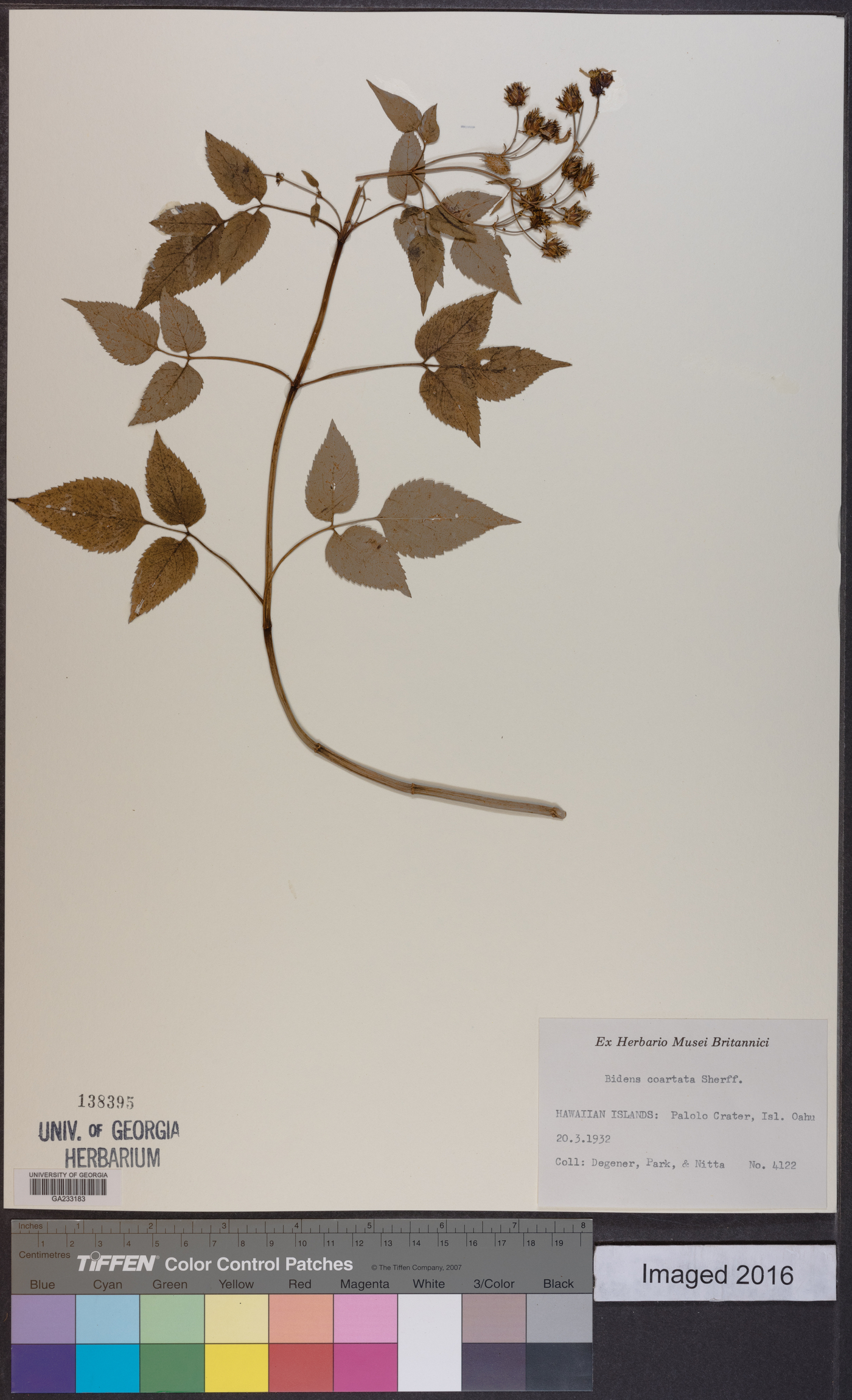 Bidens sandvicensis subsp. sandvicensis image