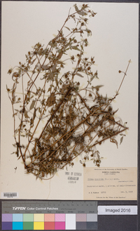 Bidens discoidea image