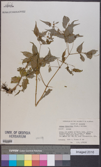 Bidens discoidea image