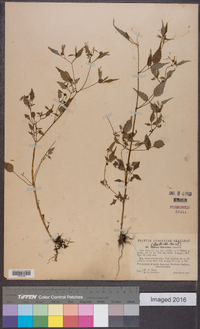 Bidens discoidea image