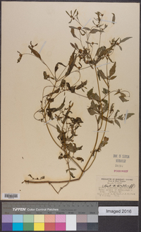 Bidens discoidea image