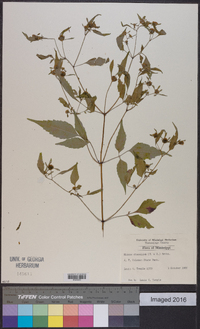 Bidens discoidea image