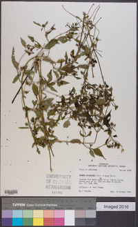 Bidens discoidea image