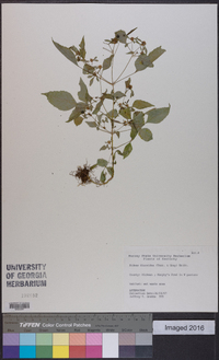 Bidens discoidea image