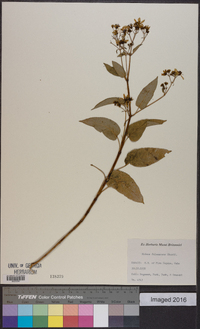 Bidens torta image