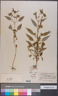 Bidens heterodoxa image