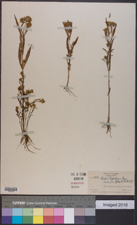 Bidens hyperborea image