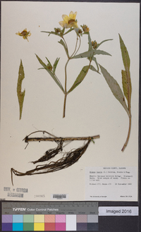 Bidens laevis image