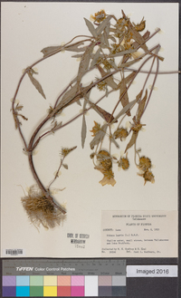 Bidens laevis image