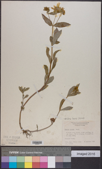 Bidens laevis image