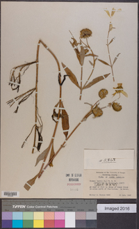 Bidens laevis image