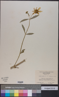 Bidens laevis image