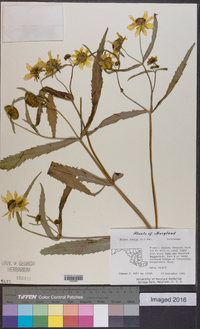 Bidens laevis image