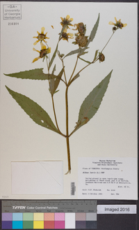 Bidens laevis image