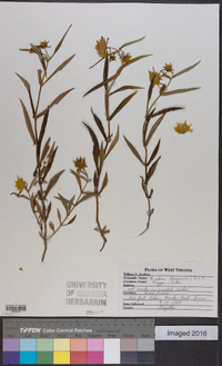 Bidens laevis image