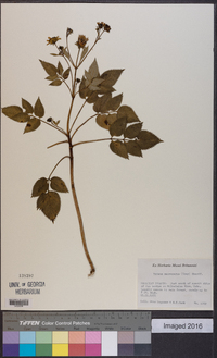 Bidens macrocarpa image