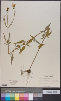 Bidens mitis image