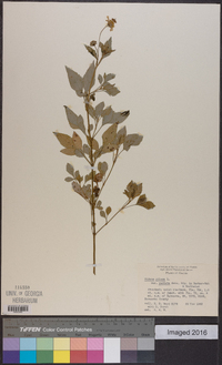 Bidens alba var. radiata image