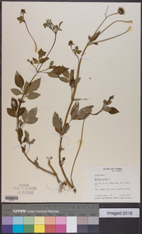 Bidens pilosa image