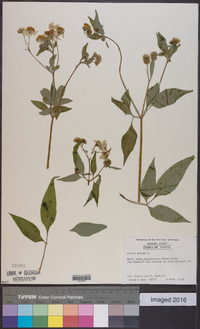 Bidens pilosa image