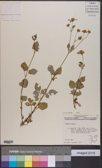 Bidens pilosa image