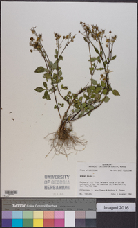 Bidens pilosa image