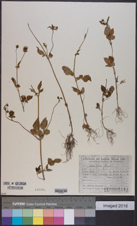 Bidens pilosa image