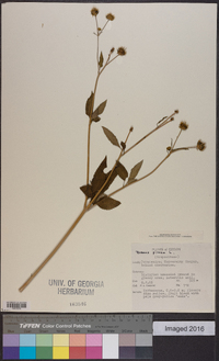 Bidens pilosa image