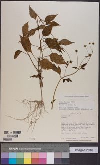 Bidens pilosa image