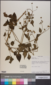 Bidens pilosa image