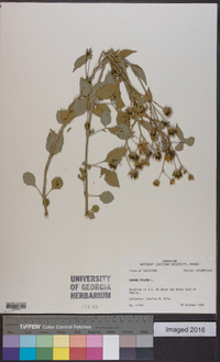 Bidens pilosa image