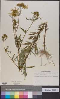 Bidens polylepis image