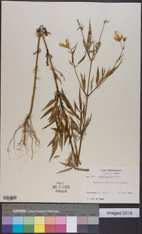 Bidens polylepis image