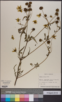 Bidens polylepis image