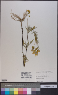 Bidens polylepis image