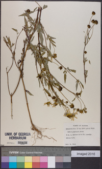 Bidens polylepis image