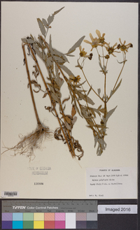 Bidens polylepis image