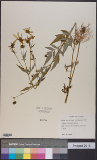 Bidens polylepis image