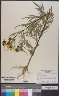 Bidens polylepis image