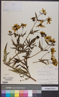 Bidens polylepis image