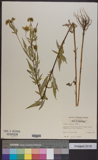 Bidens polylepis image