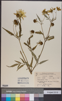 Bidens polylepis image