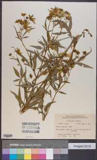 Bidens polylepis image