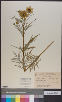 Bidens polylepis image