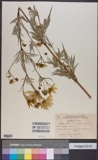 Bidens polylepis image