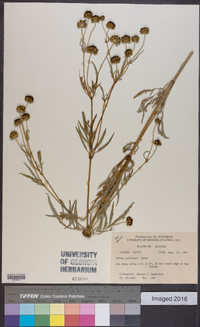 Bidens polylepis image