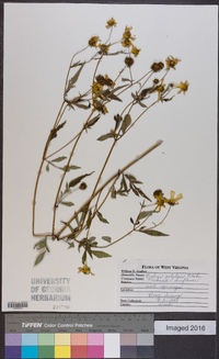 Bidens polylepis image