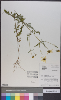 Bidens polylepis image