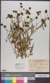 Bidens polylepis image